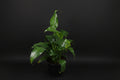 6" Spathiphyllum (Peace Lily)