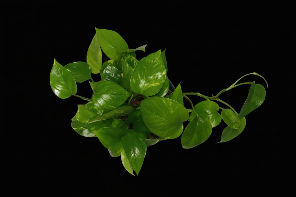 6" Golden Pothos