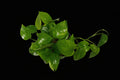 6" Golden Pothos