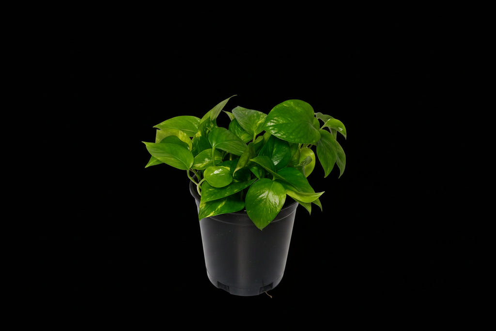 6" Golden Pothos