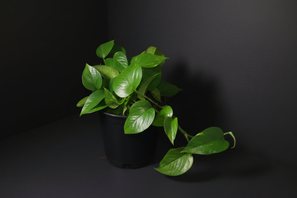 6" Golden Pothos