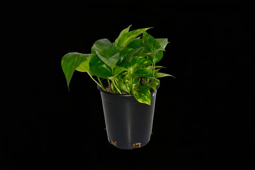 6" Golden Pothos