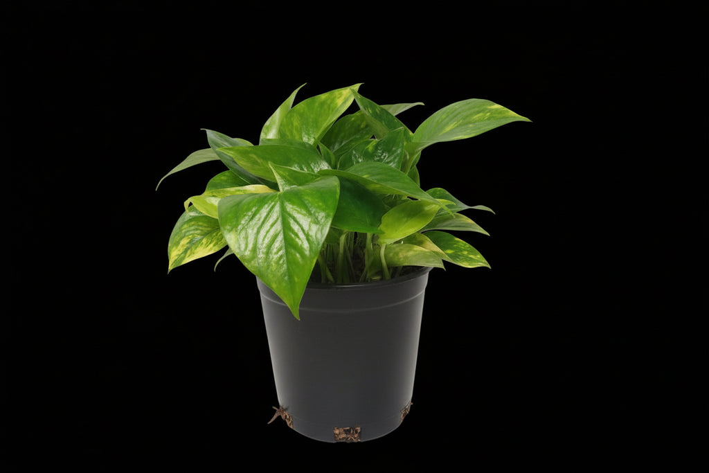 6" Golden Pothos