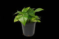 6" Golden Pothos