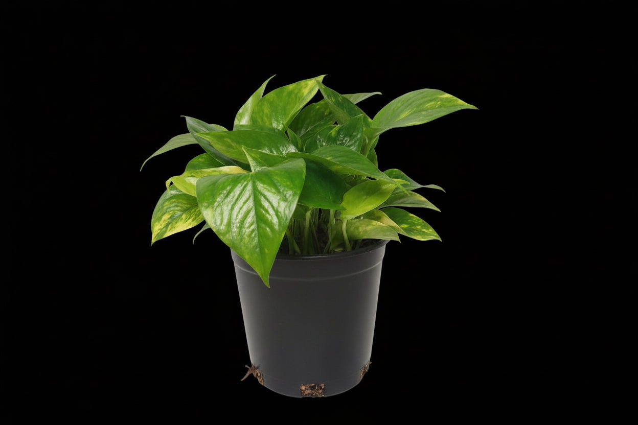 6" Golden Pothos