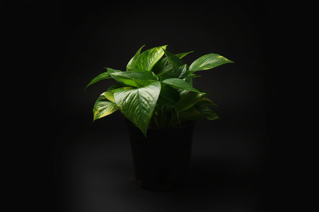 6" Golden Pothos