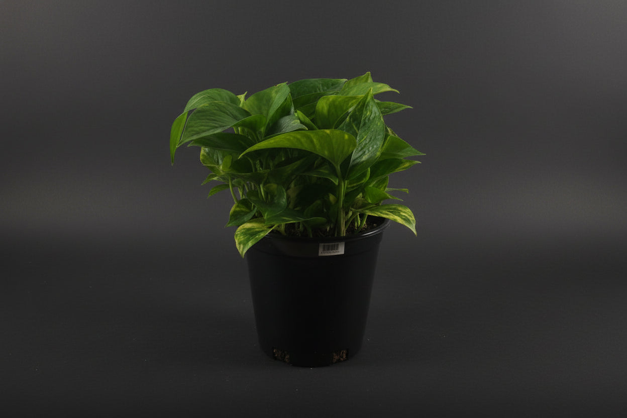 6" Golden Pothos