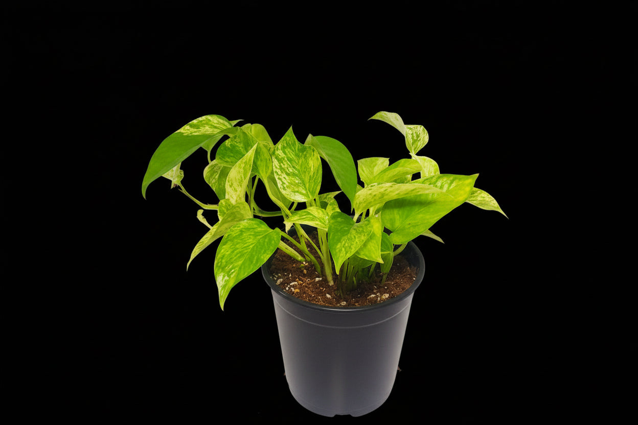 6" Marble Queen