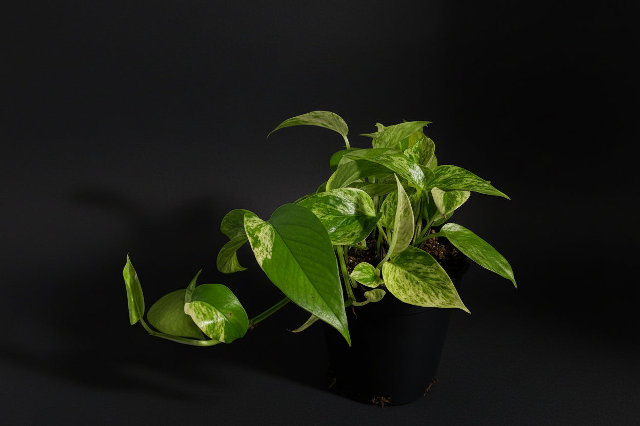 6" Marble Queen