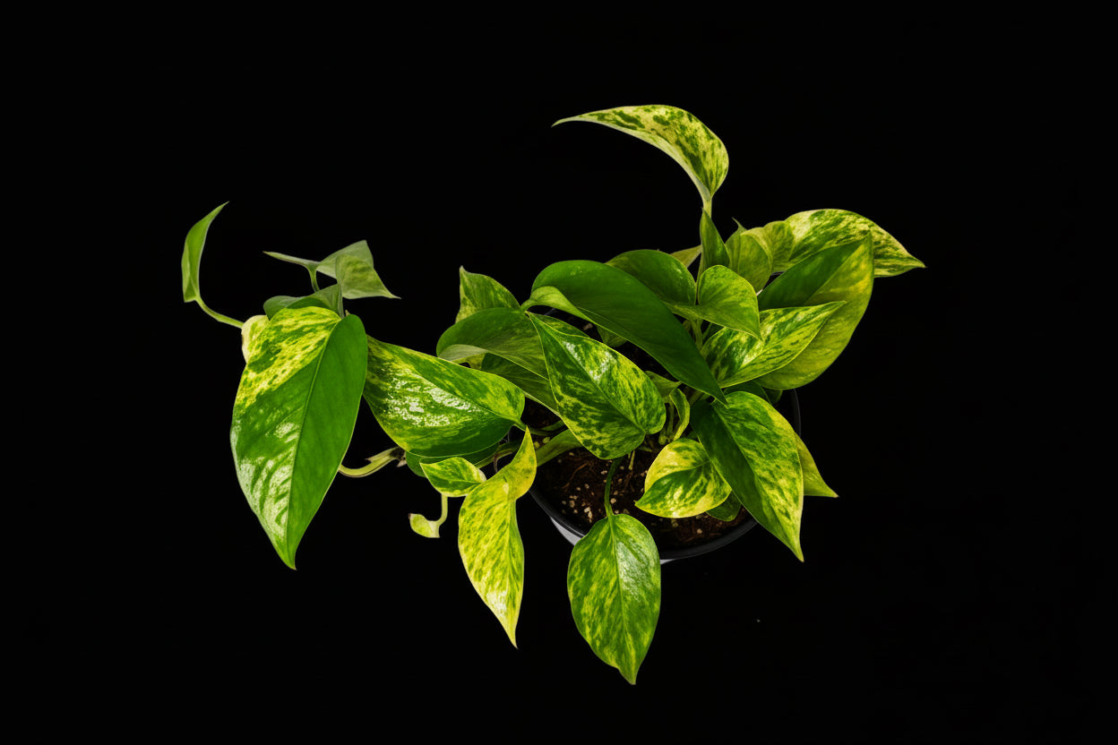 6" Marble Queen