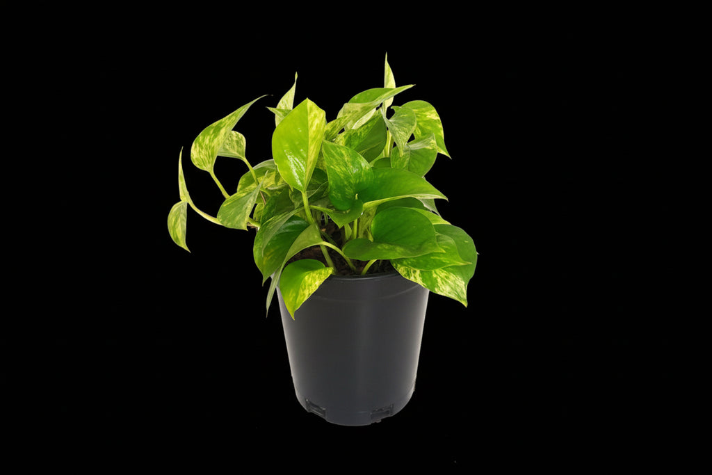 6" Marble Queen
