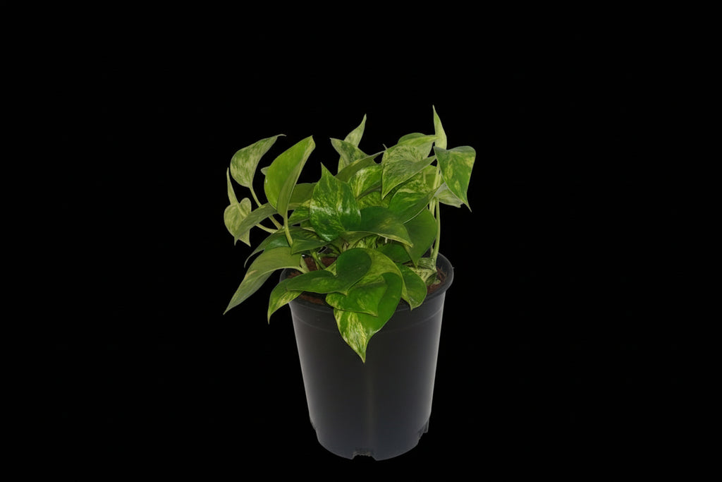 6" Marble Queen