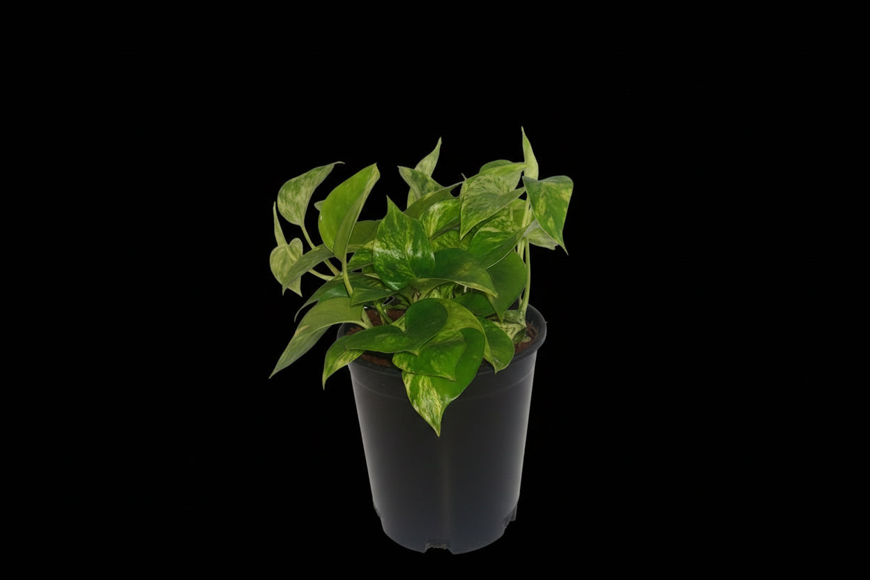 6" Marble Queen