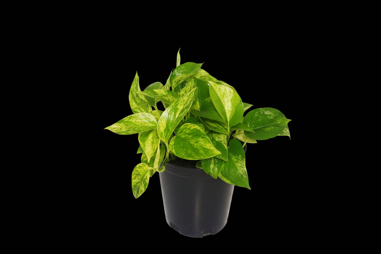 6" Marble Queen