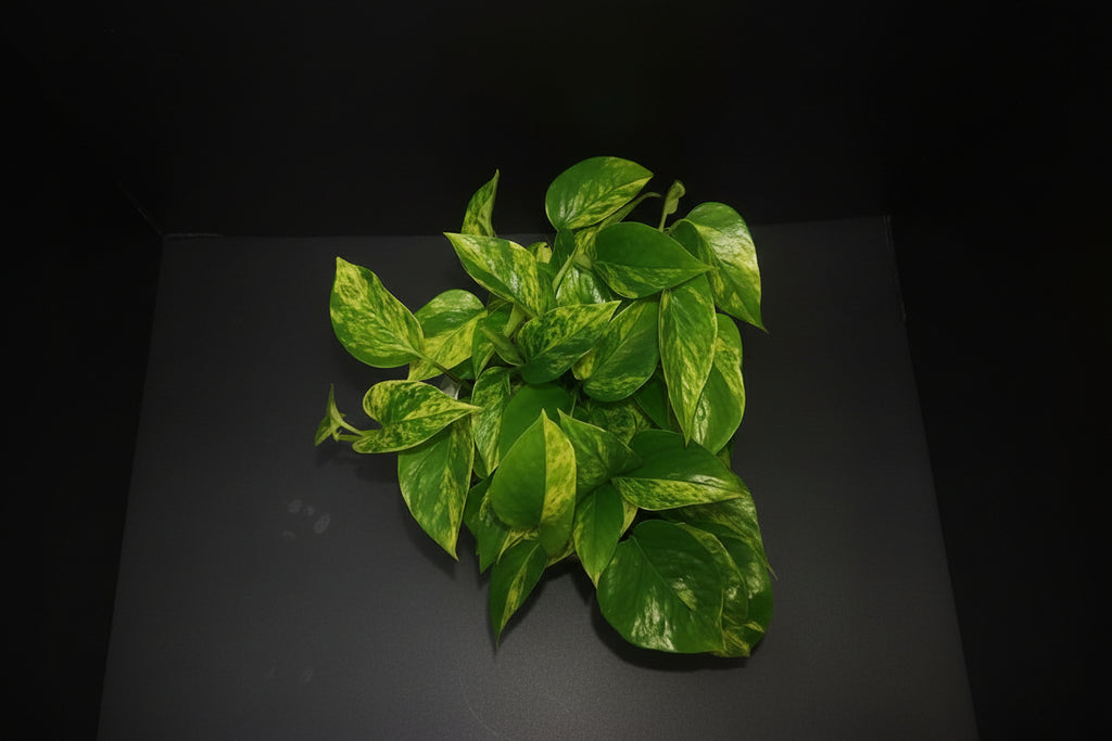 6" Marble Queen