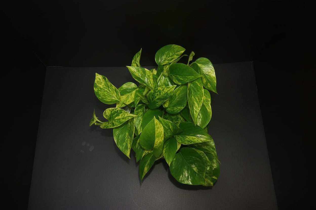 6" Marble Queen