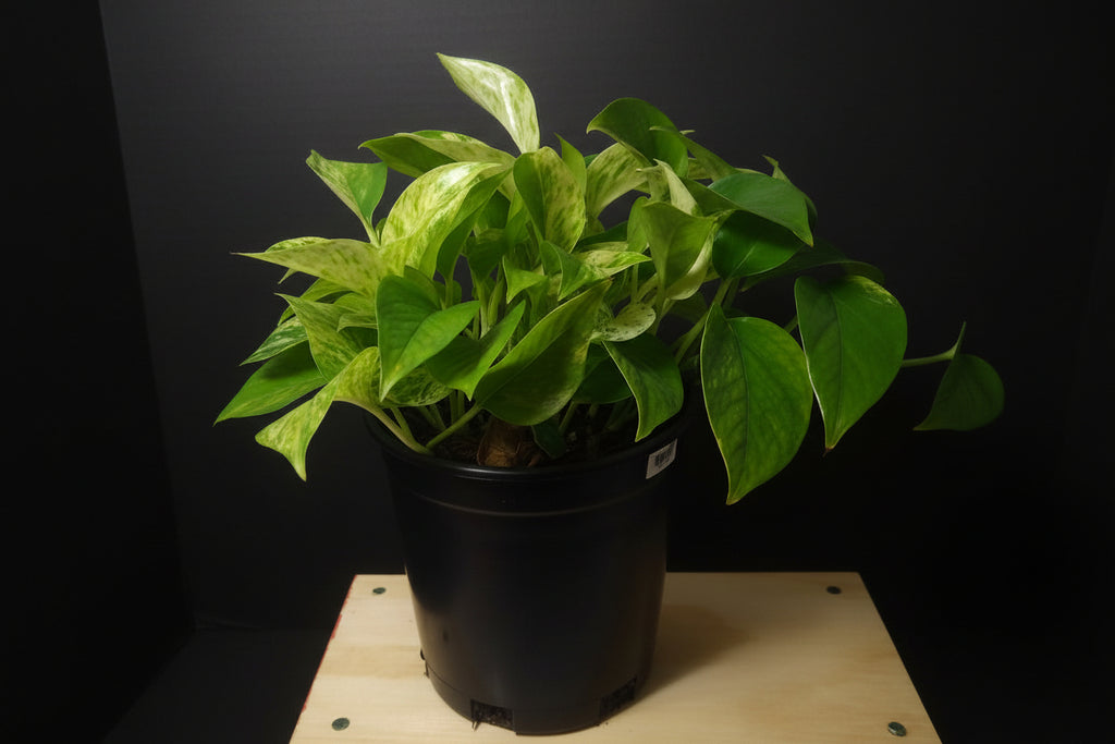 6" Marble Queen Pothos
