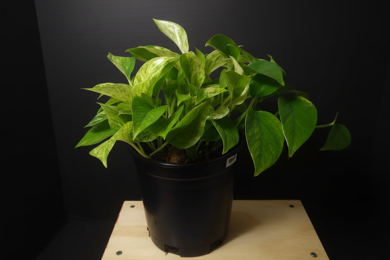 6" Marble Queen Pothos