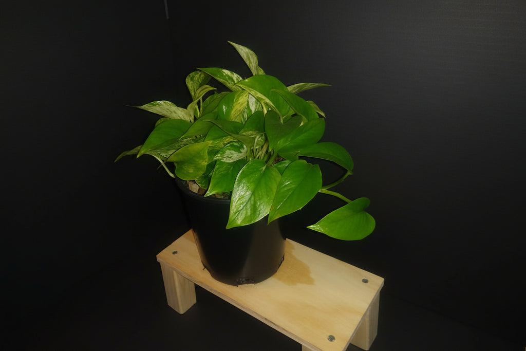 6" Marble Queen Pothos