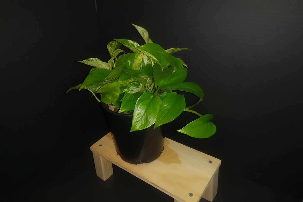 6" Marble Queen Pothos