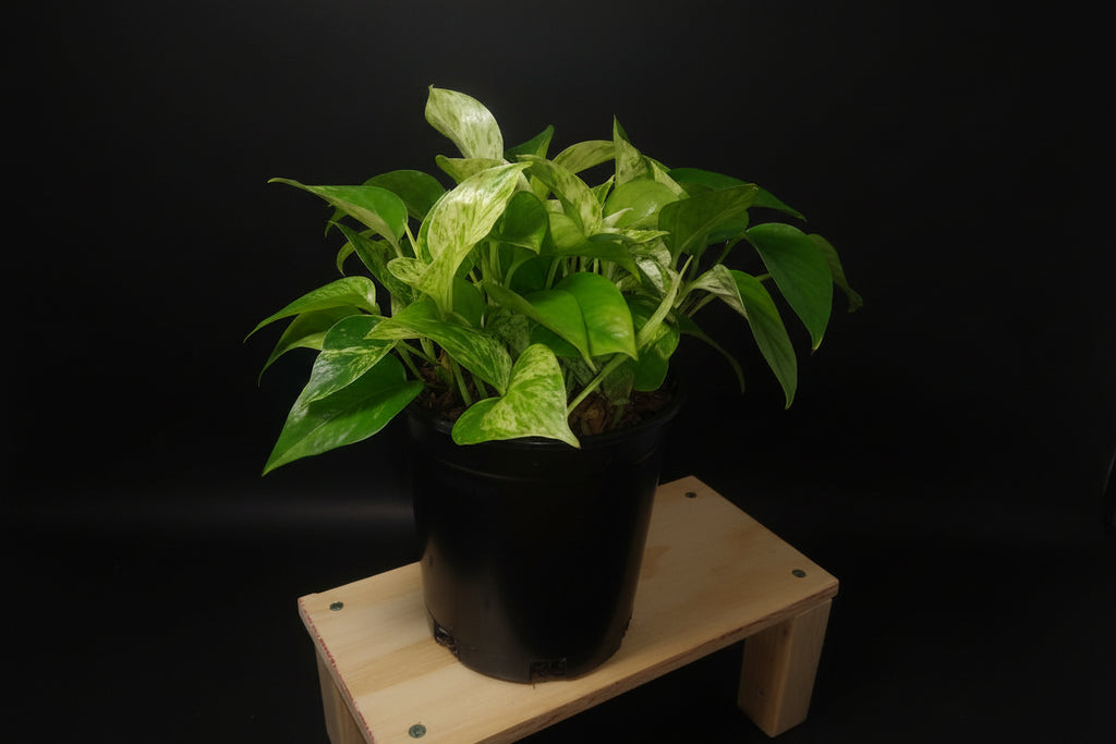 6" Marble Queen Pothos