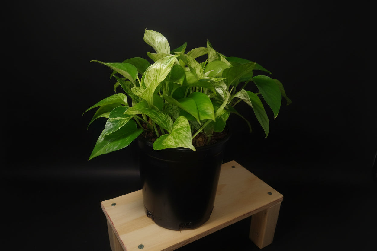 6" Marble Queen Pothos