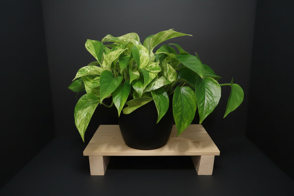 6" Marble Queen Pothos