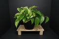 6" Marble Queen Pothos