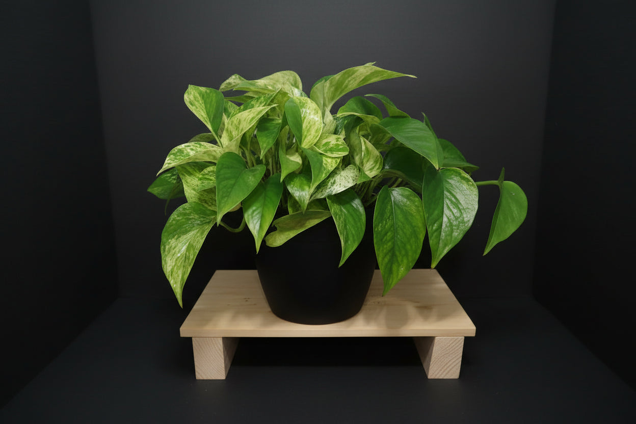 6" Marble Queen Pothos
