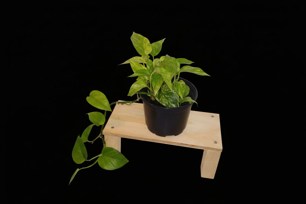 6" Snow Queen Pothos