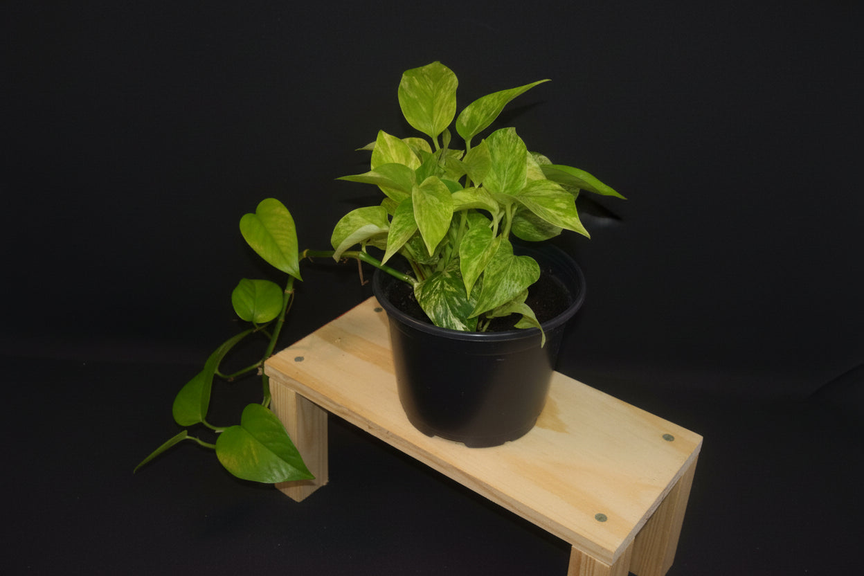 6" Snow Queen Pothos