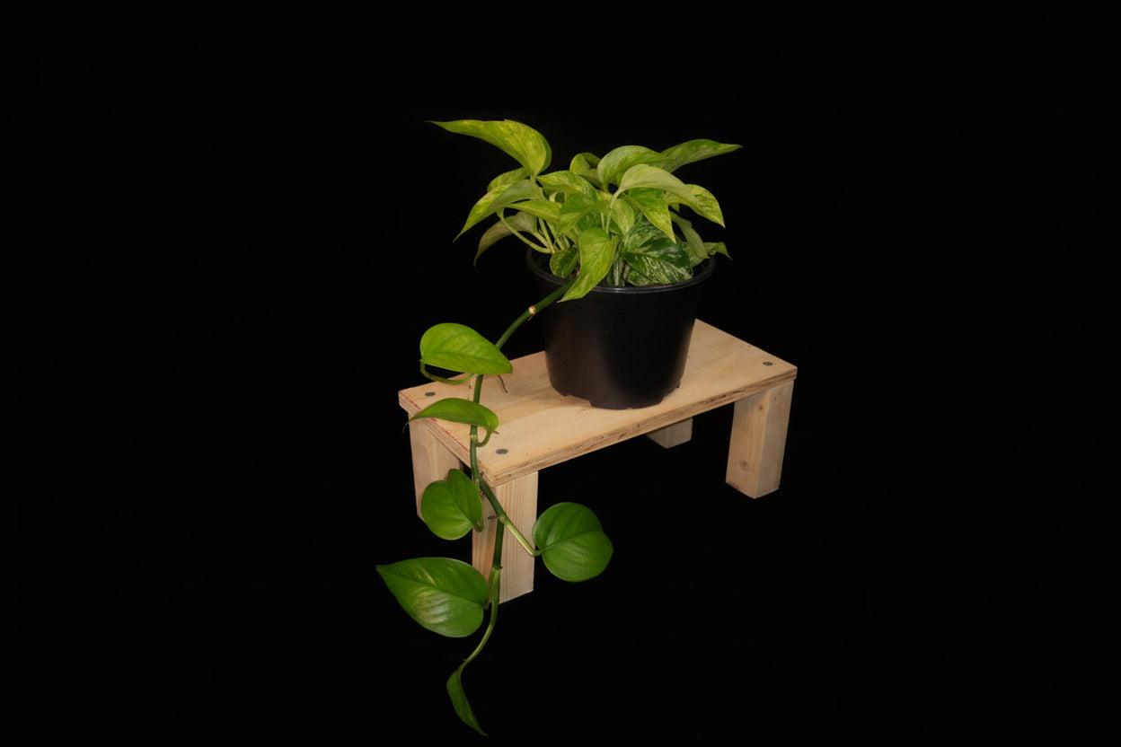 6" Snow Queen Pothos