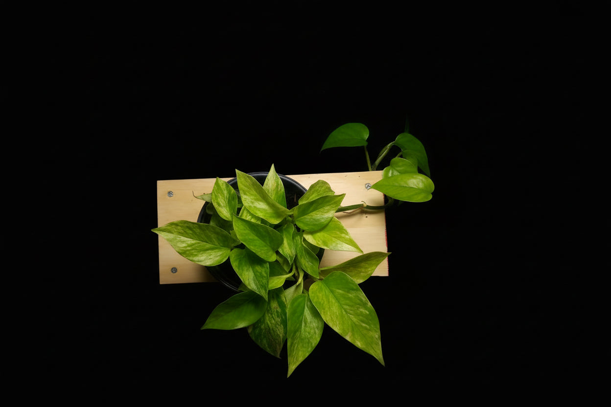 6" Snow Queen Pothos