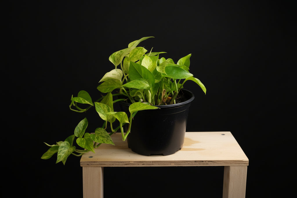 6" Snow Queen Pothos