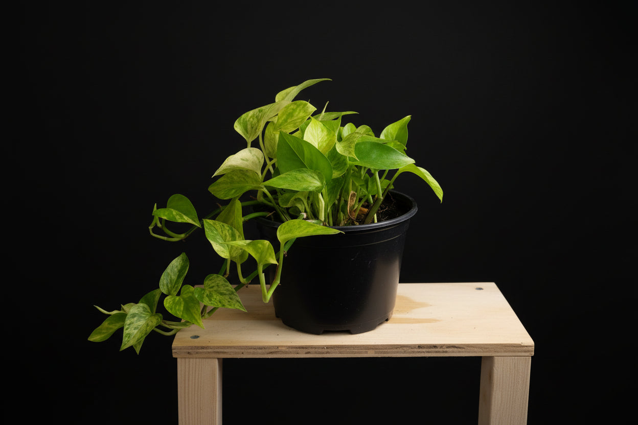 6" Snow Queen Pothos