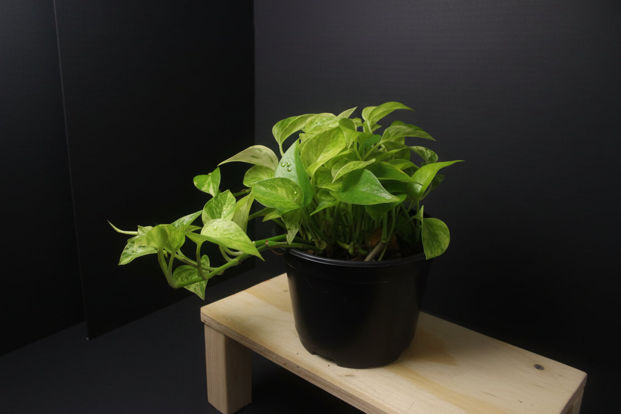 6" Snow Queen Pothos