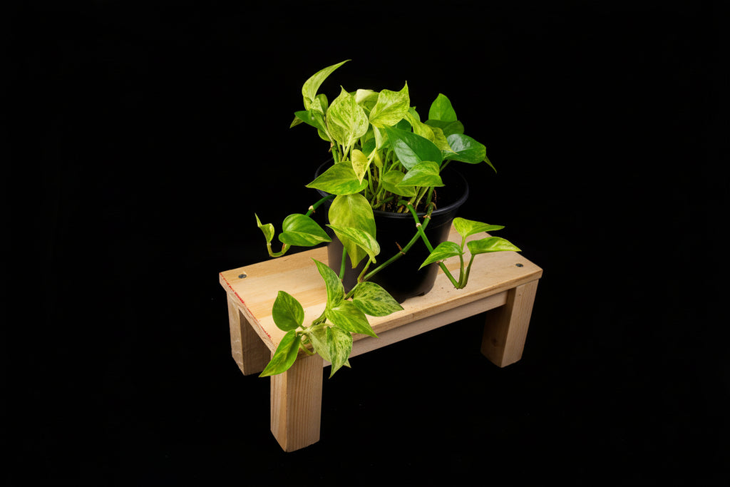 6" Snow Queen Pothos