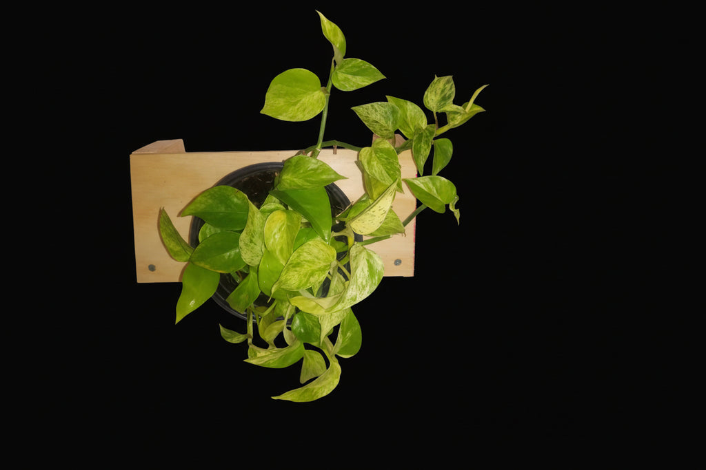 6" Snow Queen Pothos
