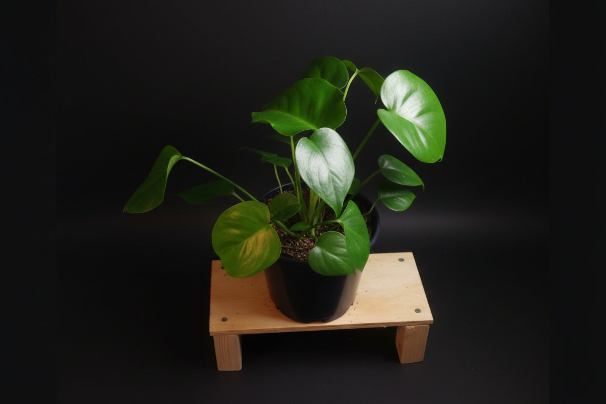 6" Monstera