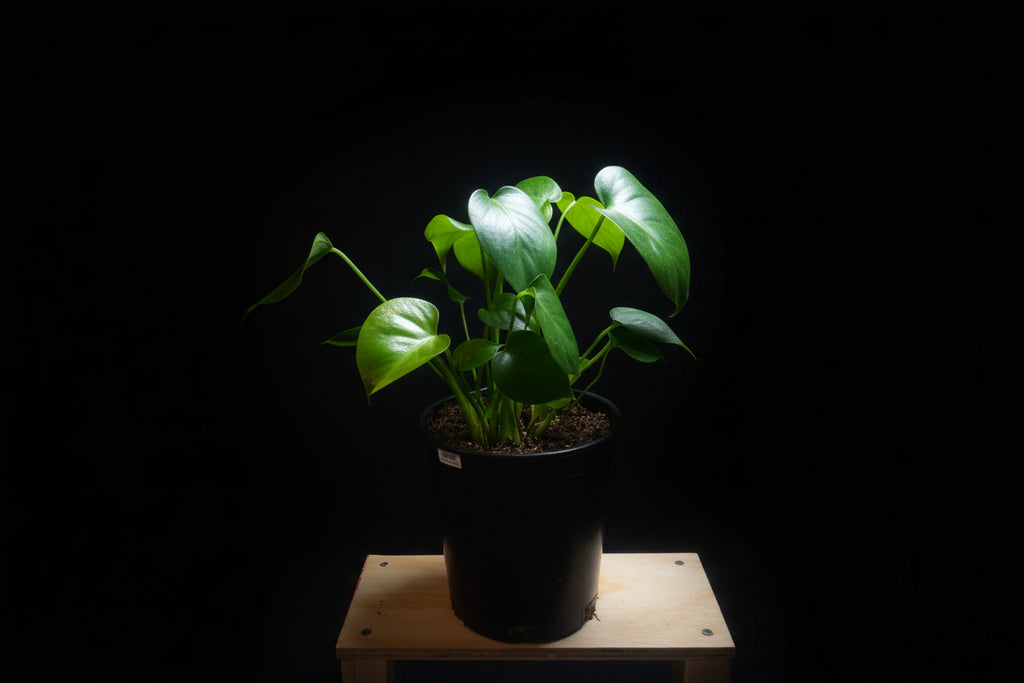 6" Monstera