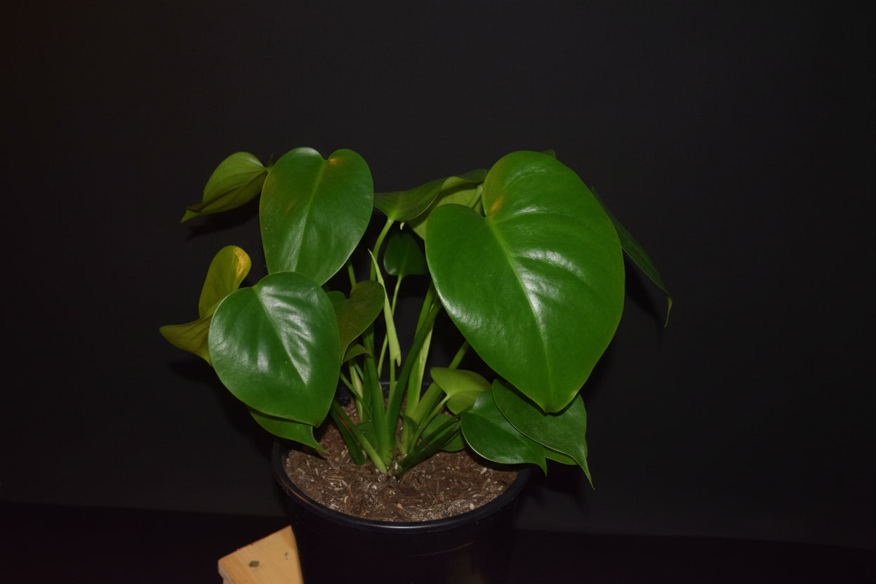 6" Monstera