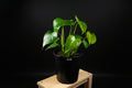 6" Monstera