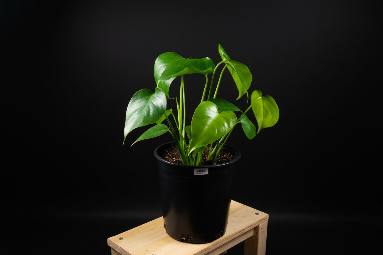 6" Monstera