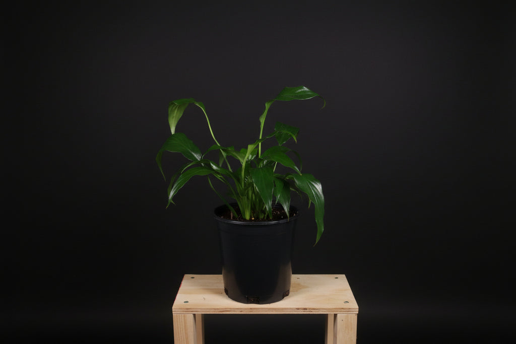 6" Spathiphyllum (Peace Lily)