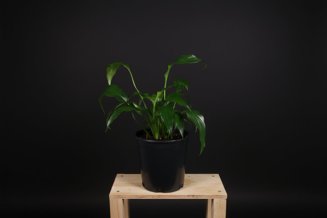 6" Spathiphyllum (Peace Lily)