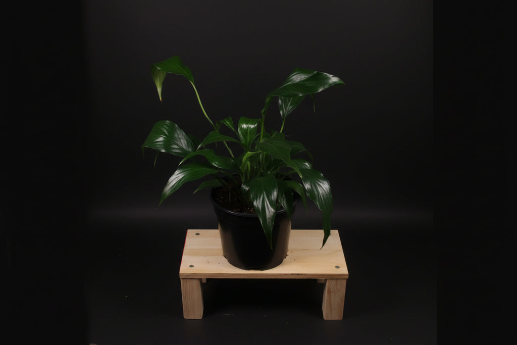 6" Spathiphyllum (Peace Lily)