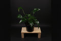 6" Spathiphyllum (Peace Lily)