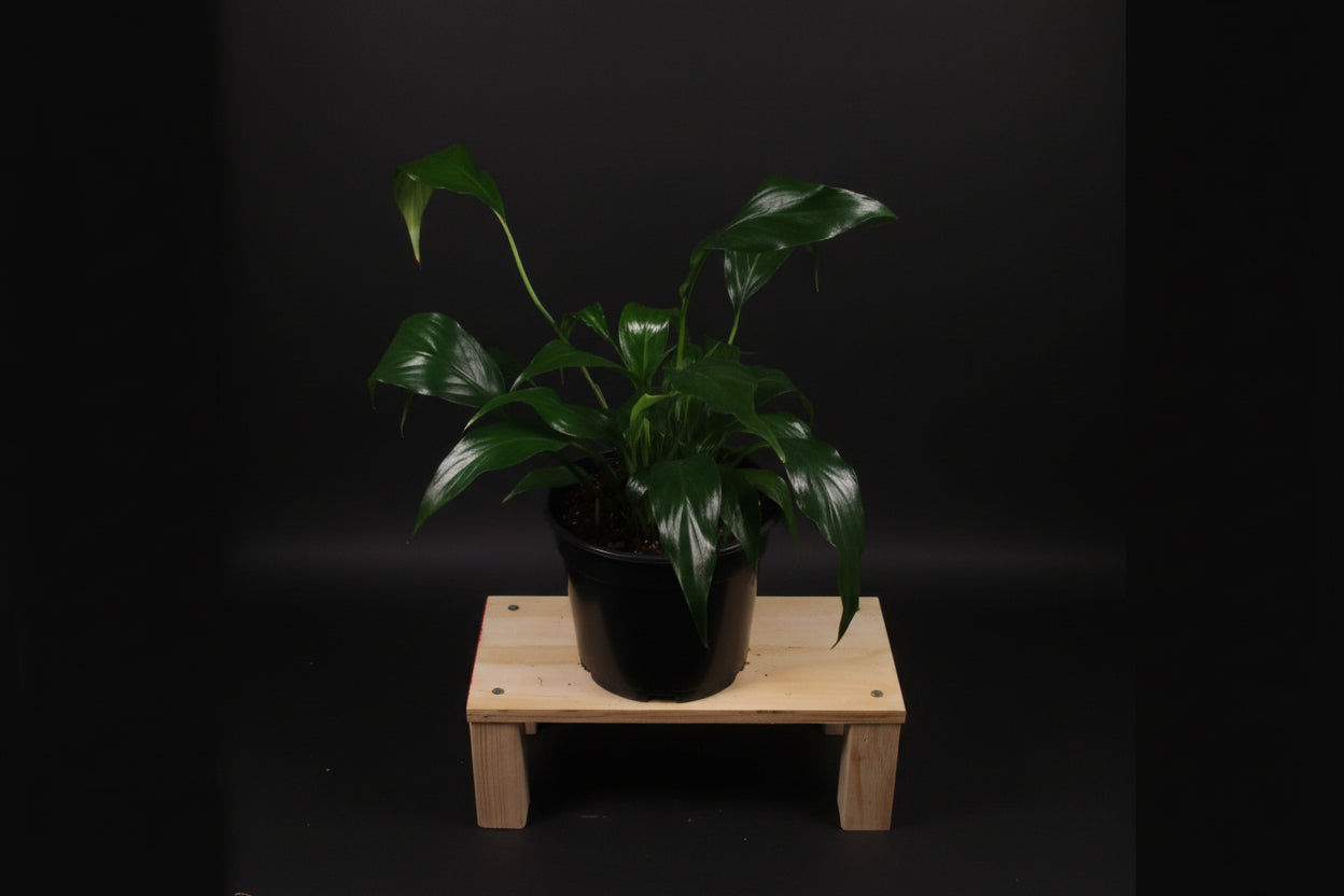 6" Spathiphyllum (Peace Lily)