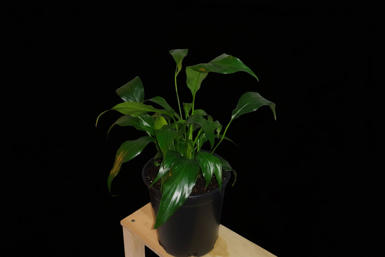 6" Spathiphyllum (Peace Lily)