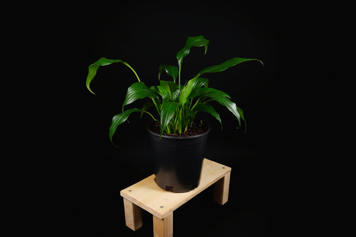 6" Spathiphyllum (Peace Lily)